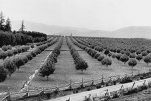 Apple Orchard, Coldstream Ranch, circa 1900